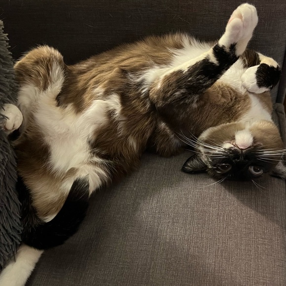 Meet your Posher, Teri - Picture 9 of 12